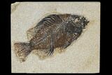 Fossil Fish (Cockerellites) - Green River Formation #114307-1